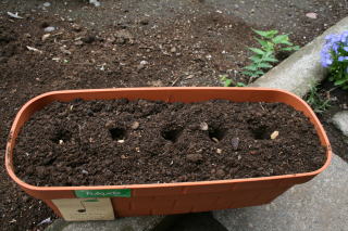 人差し指で3ｃｍほどの穴を土に開け、種を置くように蒔く